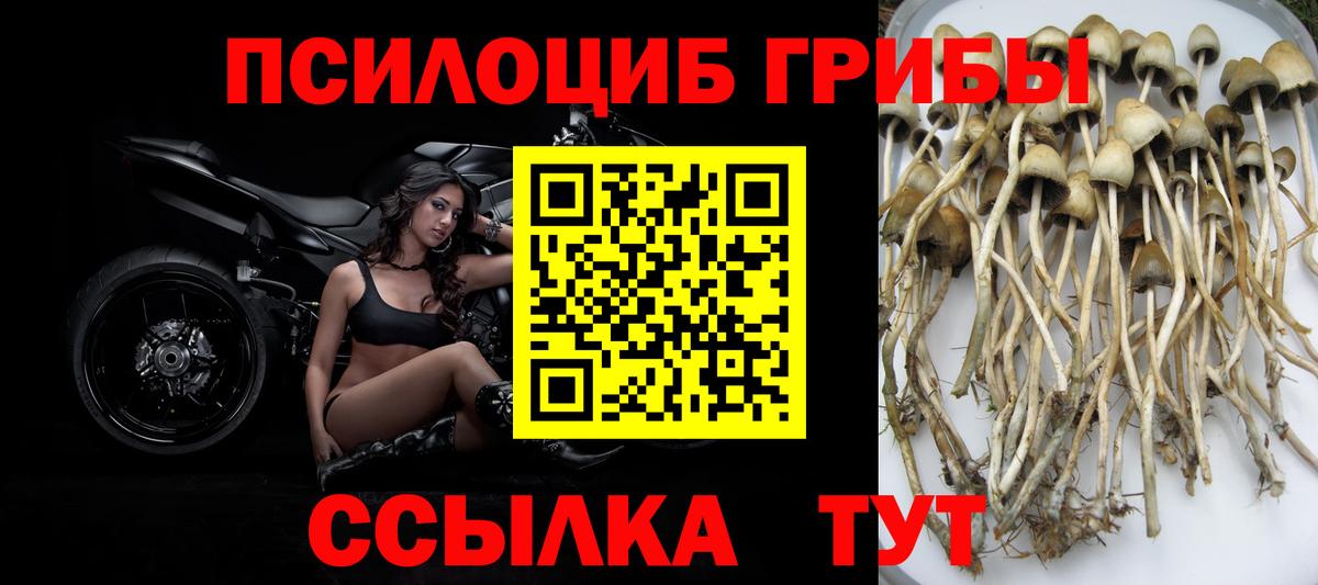 Псилоцибиновые грибы мицелий  Галлюциногенные грибы Cubensis  Миллерово  закладки  Вход с VPN 